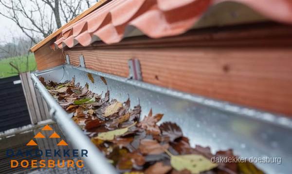 Dakgoot vol bladeren die gereinigd moet worden in Doesburg Dakgoot vol bladeren die gereinigd moet worden in Doesburg